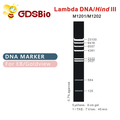 λDNA/خلفيّⅢ dna علامة سلم M1201 (50μg) /M1202 (5×50μg)